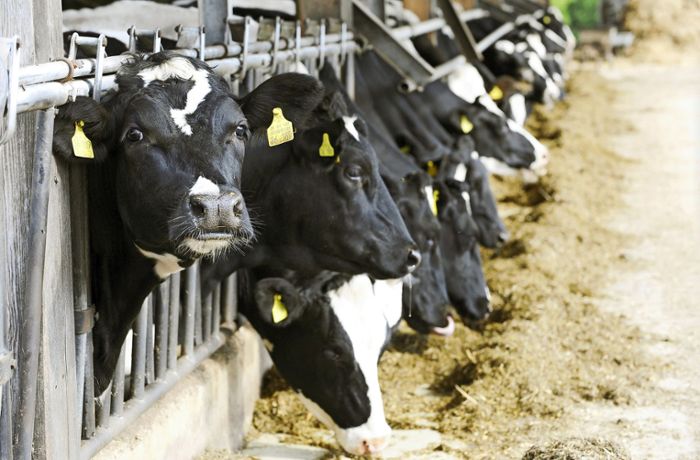 Tierschutz im Kreis Esslingen: Landwirte gegen Verbot von Anbindehaltung