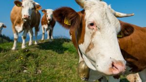 Junge Menschen erschrecken Kühe – Bauern halten Trend für lebensgefährlich