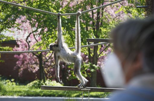 Die Affen machen jetzt wieder vor Publikum Zirkus. Foto: Lichtgut/Julian Rettig