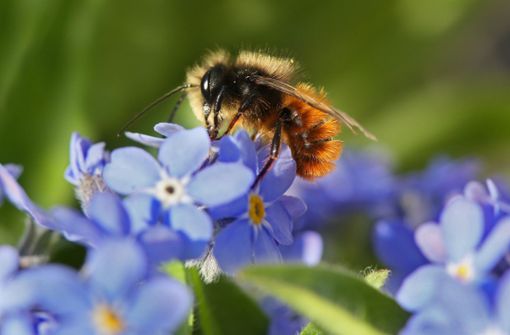 Viele Wildbienen-Arten sind bedroht. Foto: picture alliance / dpa