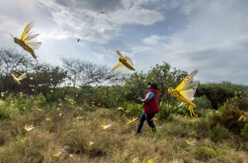 Gegen die dramatisch zunehmenden Insektenschwärme sind die Menschen in Ostafrika weitgehend hilflos. Foto: AP/Ben Curtis