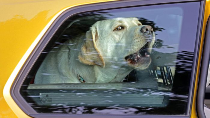 Bei brütender Hitze: Zwei Hunde verenden im Auto