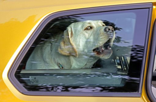Hunde bei Hitze im Auto lassen – das kann fatale Folgen haben (Symbolbild). Foto: imago images/Gottfried Czepluch/Gottfried Czepluch