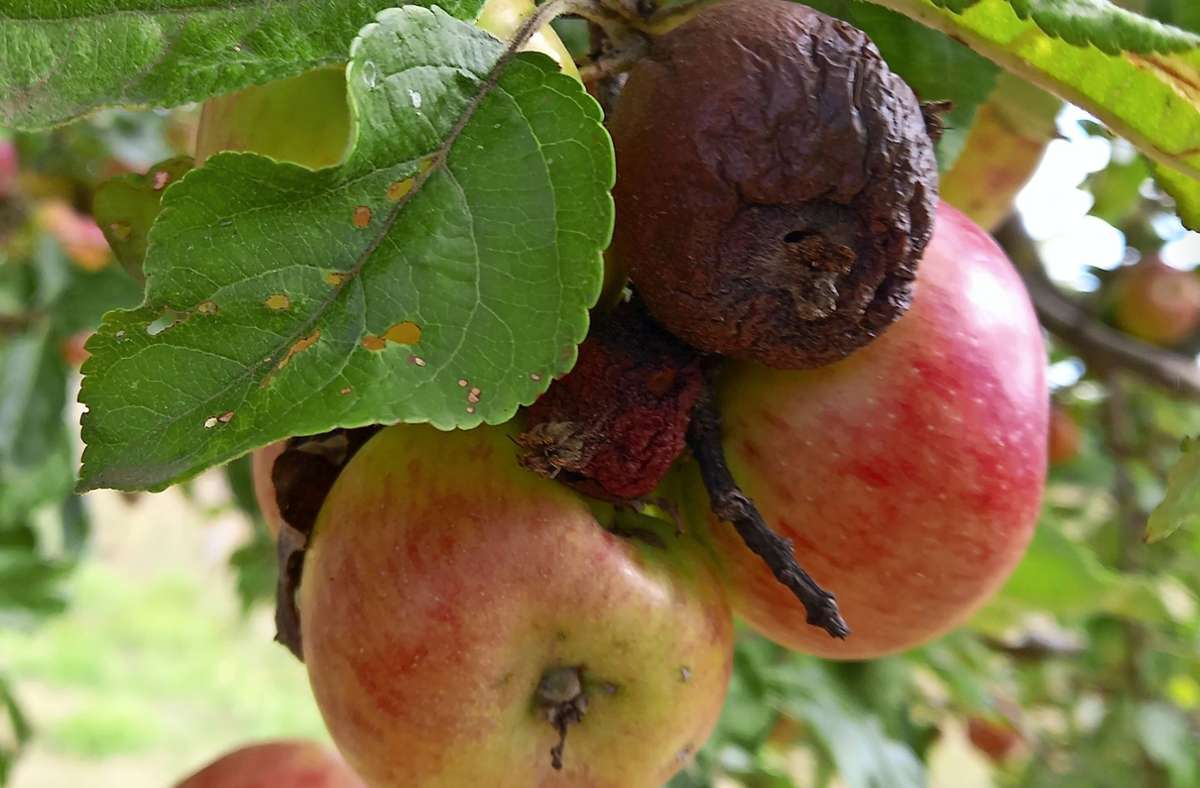 Verfaulte Früchte am Baum – auch das ist  eine Folge des Hitze- und Dürresommers.