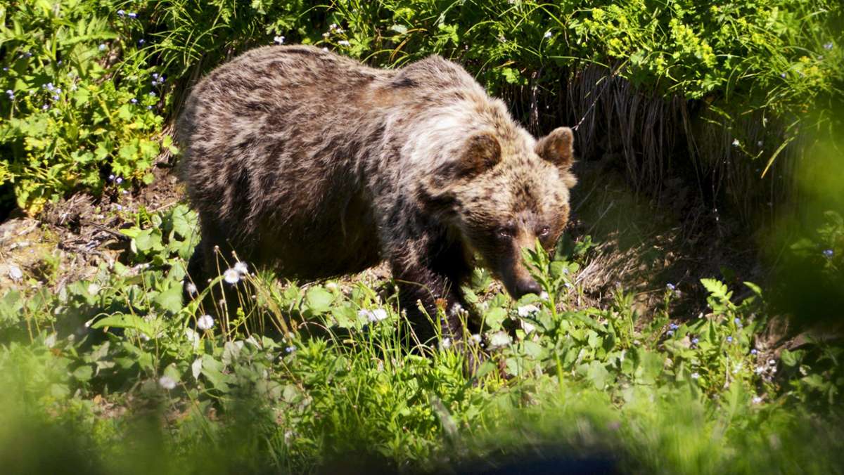 Nach Tod eines Joggers: Bären im Trentino geht es an den Pelz