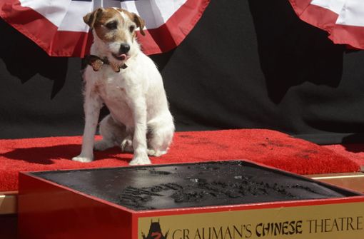 Filmhund Uggie wurde in Cannes für die beste Hundeleistung der letzten 20 Jahre  ausgezeichnet. Foto: dpa/Michael Nelson