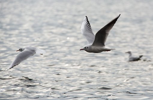 Vögel am Bodensee. Foto: dpa