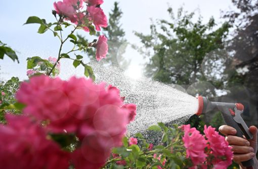 Eine Frau gießt am Morgen in ihrem Garten bei anhaltender Trockenheit ihre Pflanzen mit Wasser. Foto: dpa/Bernd Weißbrod