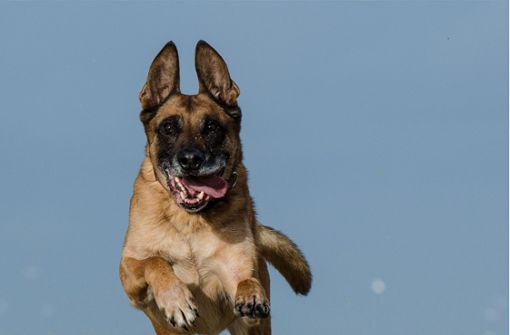 Der Hund, der die Frau angesprungen hat, soll ein belgischer Schäferhund gewesen sein (Symbolbild). Foto: Pixabay