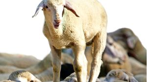 Schafe könnten der  Stadt bei der Pflege der Grünflächen helfen. Foto: Stoppel