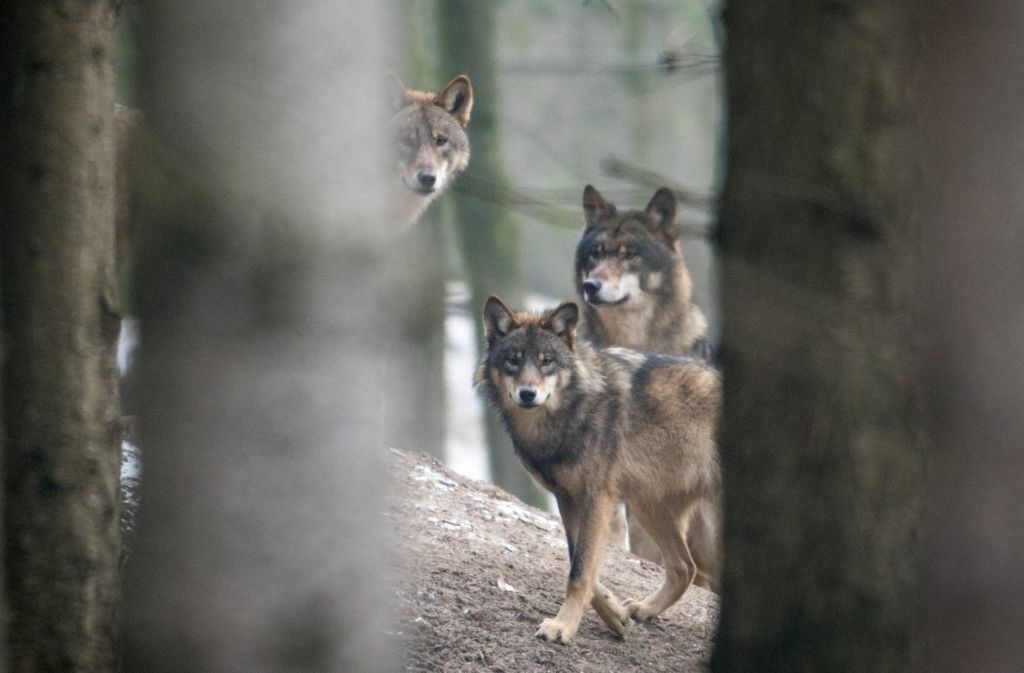 Sie sind den Fotografen gewöhnt: Keine wilden Bayern-Wölfe, sondern Tiere aus einem Wildpark in Isselburg (Nordrhein-Westfalen). Foto: dpa