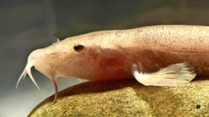 Die etwa acht Zentimeter lange Kleine Schmerle ist die erste Höhlenfischart, die in Europa entdeckt wurde. Foto: dpa