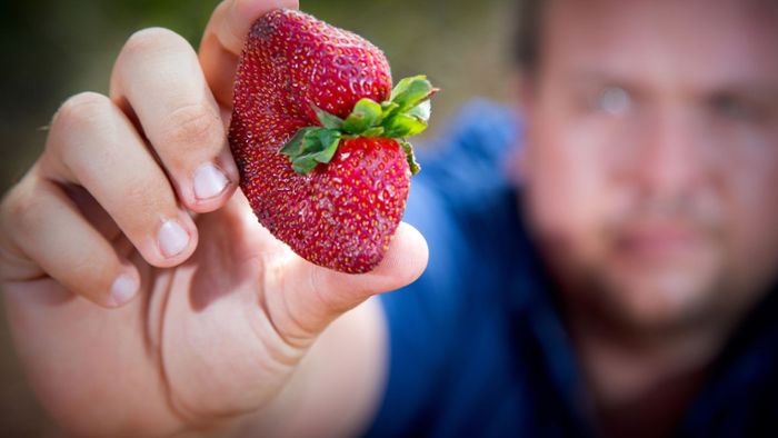 Australier geschockt: Erdbeeren voller Nadeln