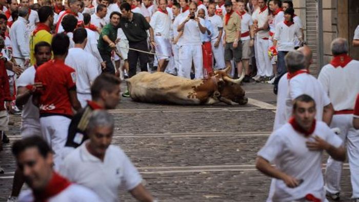 Spaniens Stiere müssen wieder leiden