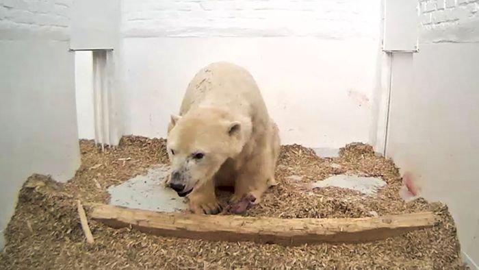 Berliner Eisbärenbaby ist tot
