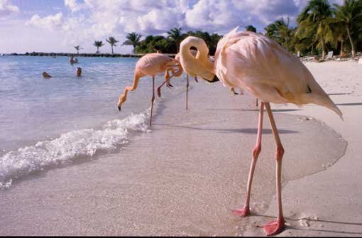 Auch ihre Königin heißt Beatrix: Flamingos am Strand der niederländischen Karibikinsel Aruba. Foto: Schmidt
