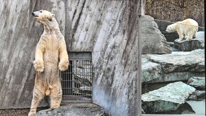 Eisbär Felix wirft sich für seine Angebetete Corinna in Pose Foto: Wilhelma