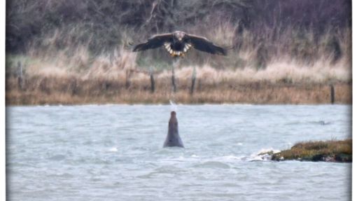 Eine Robbe spuckt Wasser auf einen Adler. Foto: Clare Jacobs/Universität Portsmouth/dpa