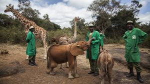 Länder ringen um Elefantenschutz