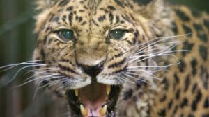 Leopard tötet Kleinkind in Nationalpark