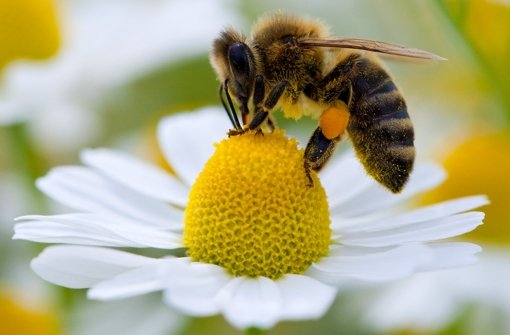 Die allermeisten Honige und Tees sind frei von PA-Giften. Foto: dpa-Zentralbild