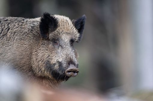 Wildschweine kommen   bis an den  Ortsrand  – vielleicht weil Menschen sich zu tief in den Wald wagen. Foto: dpa/Lino Mirgeler