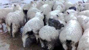 Drei Wildhasen fanden in Neuseeland Schutz und Geborgenheit auf dem Rücken der Schafe. Foto: Ferg Horn