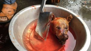 Hundefleisch-Festival in China eröffnet