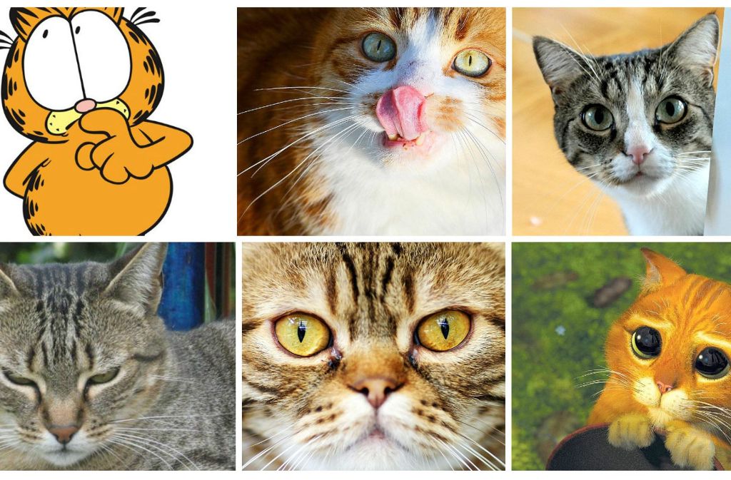 Katze oder Kater? Über das Geschlecht von Garfield, der rotbraun-gestreiften Comic-Kult-Katze, ist ein „Edit War“ auf Wikipedia entbrannt. Benutzer machten abwechselnd die Änderungen anderer Benutzer rückgängig oder überschreiben sie. Inzwischen ist der Streit beigelegt: Garfield ist männlich.