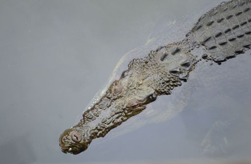 Die Anwohner in Burketown  müssen sich nun vor Krokodilen in Acht nehmen. Foto: IMAGO/ingimage/ via imago-images.de