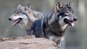 Ein Wolf soll einem Mann in Niedersachsen in die Hand gebissen haben. (Symbolbild) Foto: dpa
