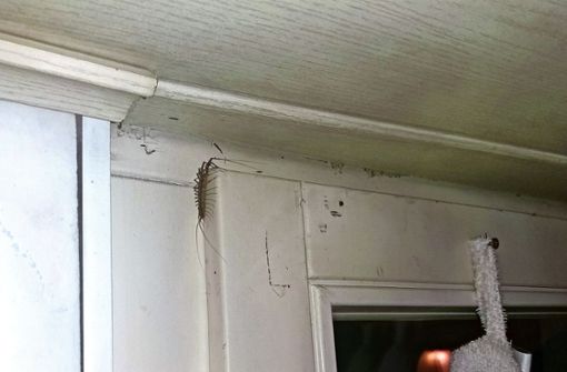 Der Spinnenläufer klettert auf der Badezimmertür Foto: privat
