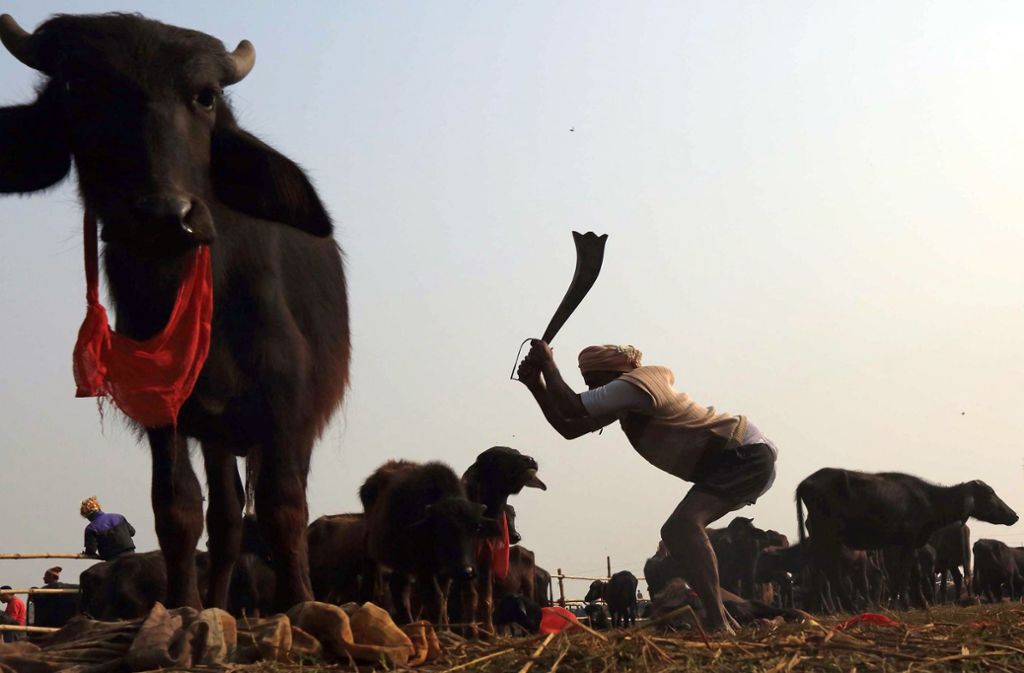Ein Schlachter tötet für die Opferzeremonie des Gadhimai Festivals einen Wasserbüffel mit einem schwertförmigen Messer.