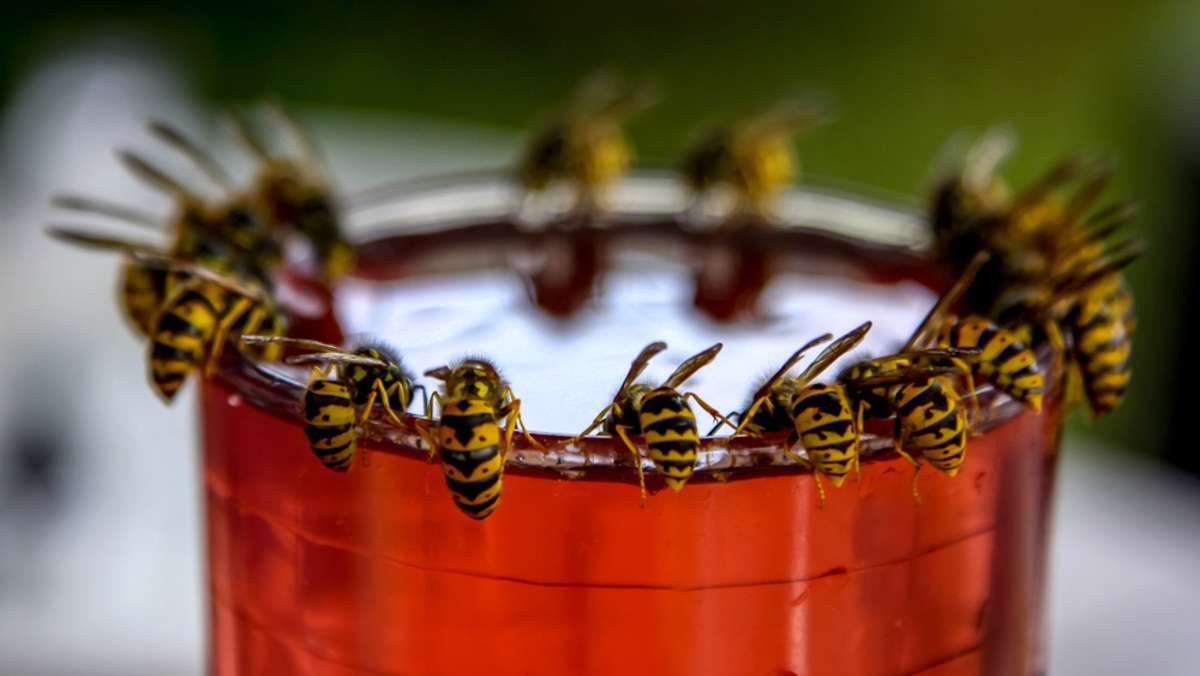 Vorschaubild zum Artikel Darf man Wespen töten?