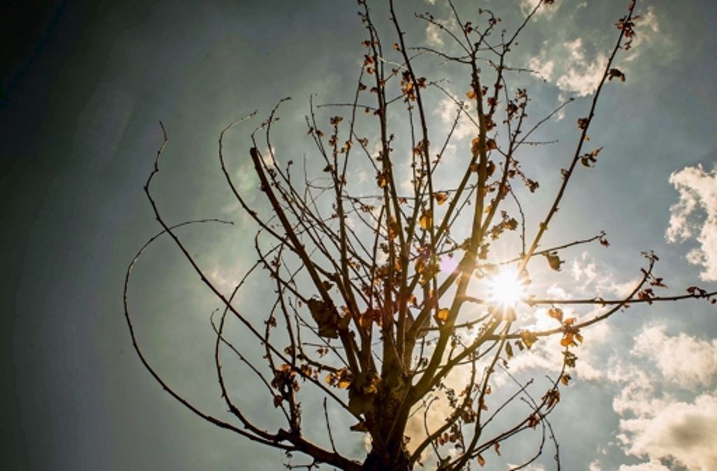 Ausgetrocknet: Baum im japanischen Garten