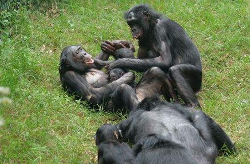 Bonobos bei der Fellpflege in der Wilhelma. Foto: Wilhelma Stuttgart/Harald Knitter