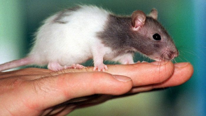 25-jähriger beißt lebendiger Ratte Kopf ab