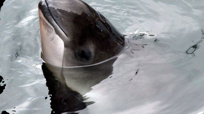 Deutsche Marine sprengt Minen und tötet  18  Schweinswale