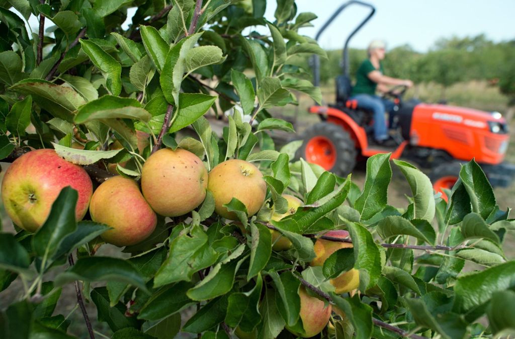 Noch im August waren Äpfel deswegen gut ein Fünftel teurer als vor einem Jahr, doch schon in der vergangenen Woche sanken die Preise.