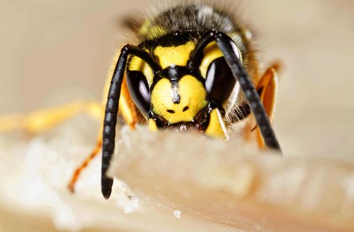 Wespen mögen es nicht nur süß, sie nehmen auch Schinken Foto: dpa