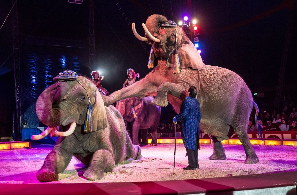 Elefantentrainer James Puydebois bei der Vorstellung mit den Grauhäutern.
