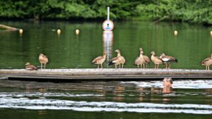 Nilgänse an den Bürgerseen in Kirchheim  – die Vögel sind oft unbeliebt, weil sie viel Dreck machen. Foto: /Horst Rudel