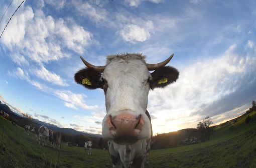 Eine Kuh ist am Dienstagvormittag in Besigheim ausgebüxt (Symbolbild). Foto: dpa
