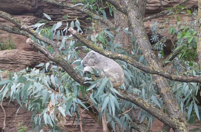 Die neue Australienwelt in der Wilhelma: Diese 11 Tierarten leben in der Terra Australis
