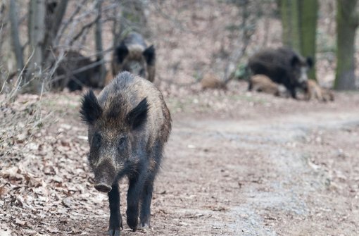 Wildschweine sind im deutschen Wald weit verbreitet – doch manchmal zieht es sie in menschliche Nähe. Foto: dpa