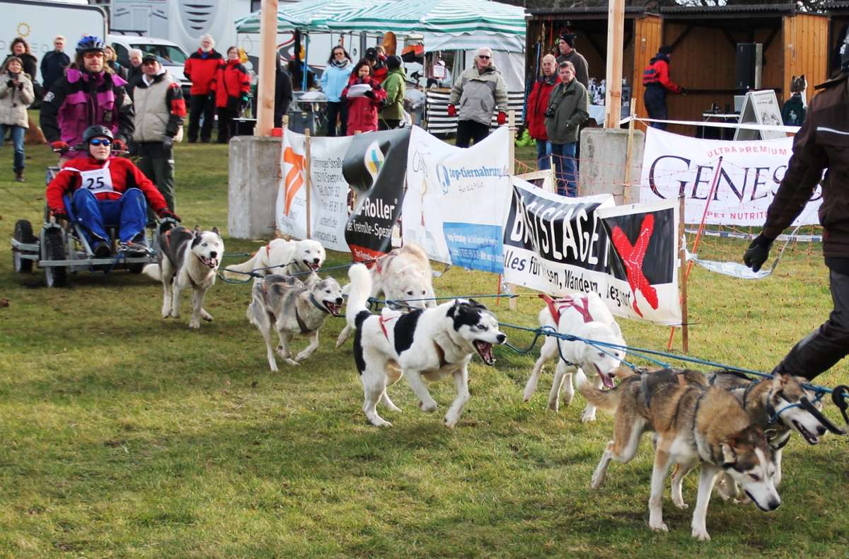 Die Freude der Schlittenhunde am Laufen – hier bei zurückliegenden Rennen auf dem Dobel. (Archivfoto)