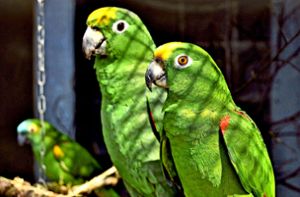 Bei den zwei gestohlenen Papageien handelt es sich um eine grün-gelbe Mülleramazone und eine grün- bläuliche Gelbstirnamazone. Foto: Tierpark Nymphaea