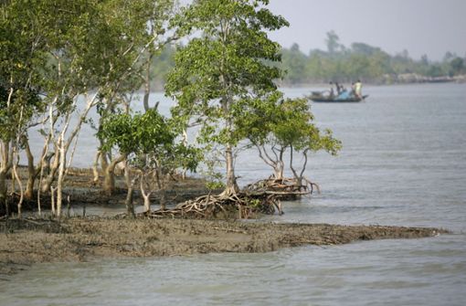 Die Sundarbans zwischen Indien und Bangladesch sind die größten Mangrovenwälder der Welt und ein wichtiger Bestandteil im Ökosystem. Foto: AFP