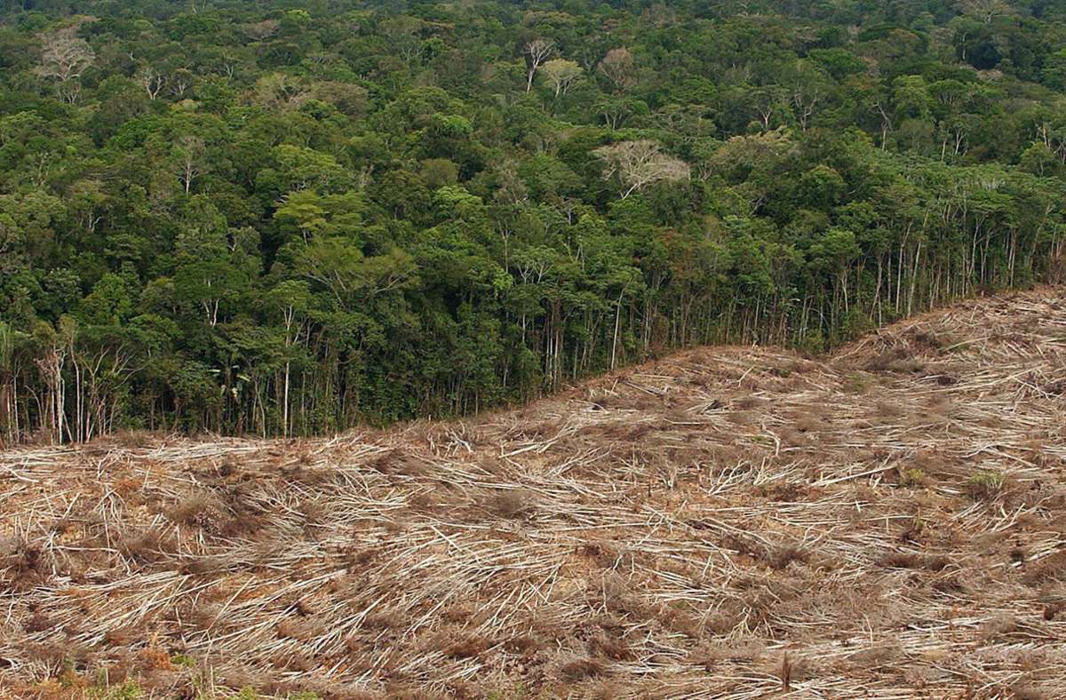 Abholzung des Regenwalds im Amazonasgebiet in Brasilien: Etwa ein Fünftel der jährlichen Exporte von Soja und Rindfleisch aus Brasilien in die Europäische Union stehen in Zusammenhang mit illegaler Abholzung im Amazonas-Gebiet.