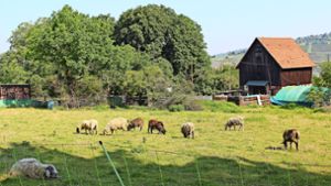 Die Schäferin hat seit Jahren ein Anwesen in Pliensauvorstadt gepachtet, dorthin wurden die Stuttgarter Schafe gebracht. Die meisten sind schon wieder anderswo. Foto: Caroline Holowiecki